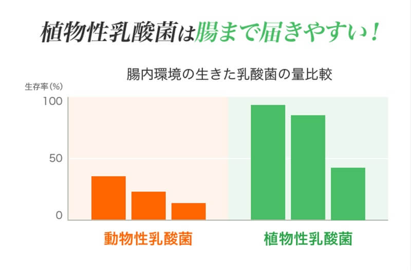 植物性乳酸菌と動物性乳酸菌の比較データ